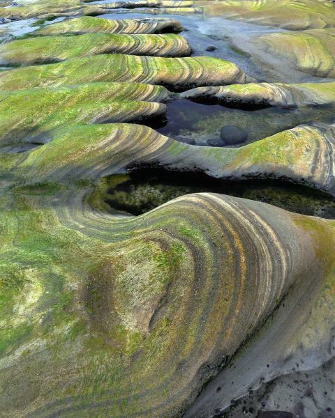 OR, Seal Rock Beach Algae-tinted sandstone